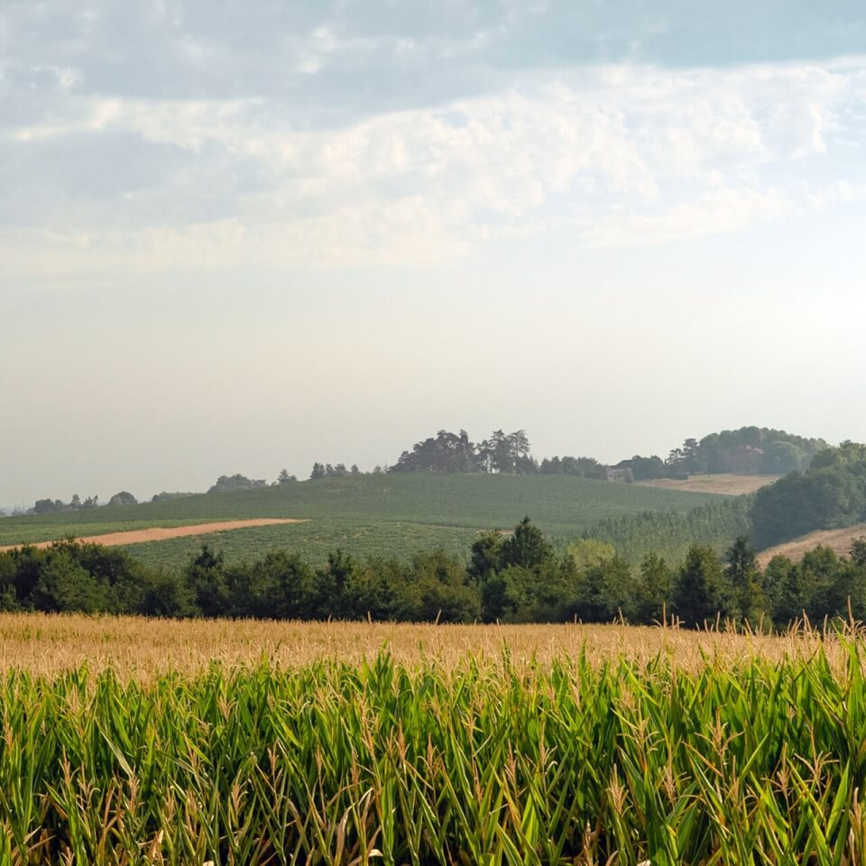 Le terroir Whisky MilHòc